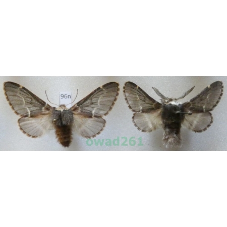 Poecilocampa populi (Linnaeus, 1758) pair Czech96n